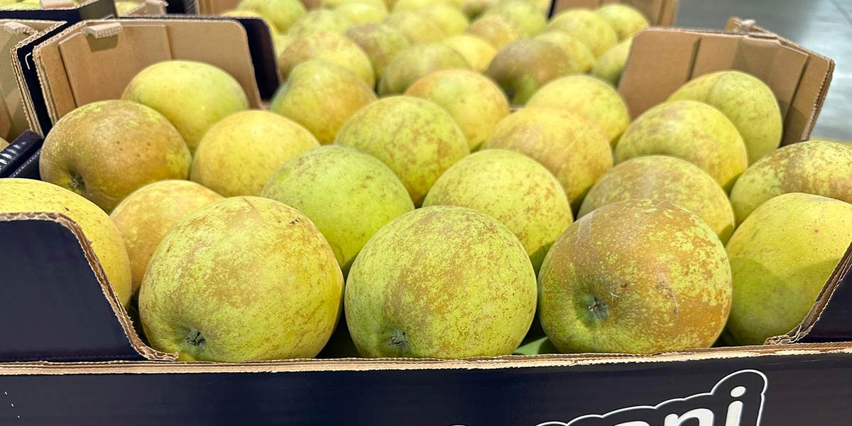 Golden Delicious, arrivano sul mercato i nuovi frutti